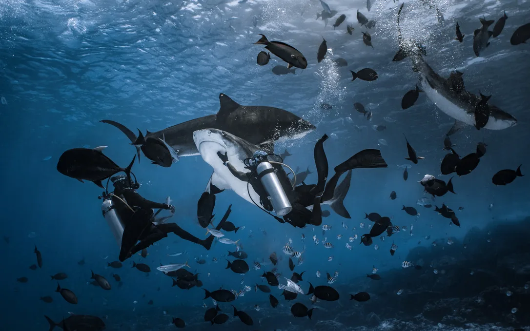 Two divers hold position in mid-water while a tiger shark swims between them, through a dense school of reef fish.